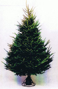 Heavy density balsam fir christmas tree click for more info