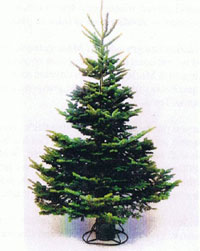 Light density Balsam Fir Christmas Tree