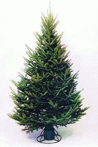 Medium density balsam fir christmas tree click for more info